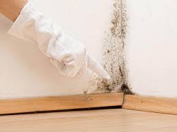 Why You Should Choose Our Mold Remediation Services in Apple Valley, OH